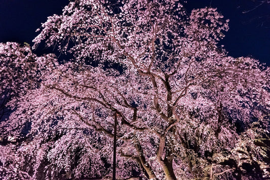 Pre-experiencing Japan: Have You Witness the Beauty of Night Cherry Blossoms in Japan?